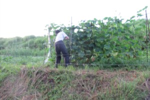 農業組合法人轟組合きめいさんグループ